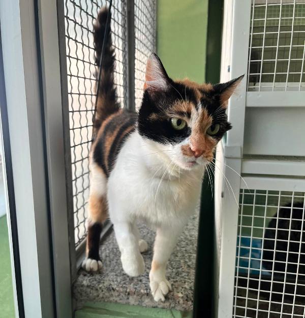 MILADY BELLISSIMA CALICO' Foto 4